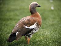 Ashy-headed-goose